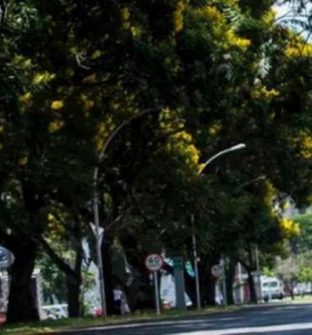 Ministério do Meio Ambiente e Mudança do Clima institui Plano Nacional para ampliar arborização em áreas urbanas