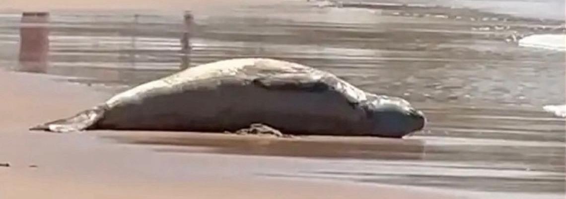 Elefante-marinho passeia por praias de Alagoas enquanto muda a pelagem 