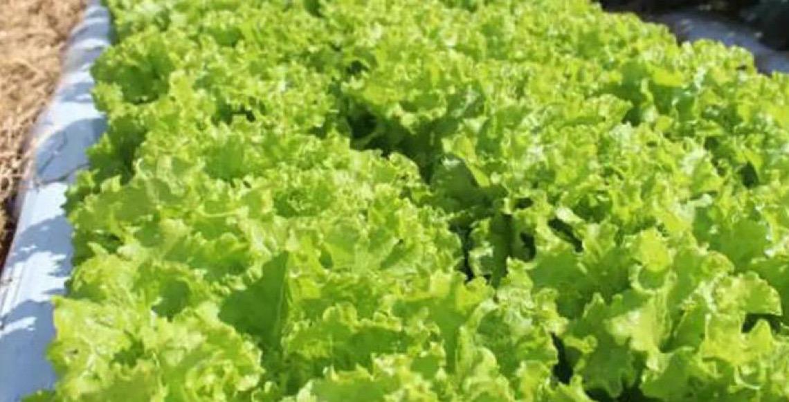 Embrapa inaugura Unidade Mista de Pesquisa e Inovação em Nossa Senhora do Livramento, na Baixada Cuiabana