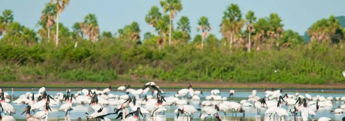 Conheça novas áreas de proteção ambiental no Cerrado e no Pantanal