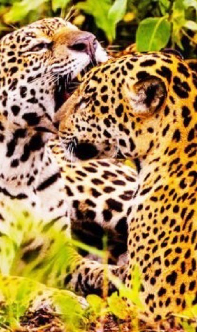 Pantanal recebe cúpula da ONU sobre espécies migratórias em meio a aumento de ameaças