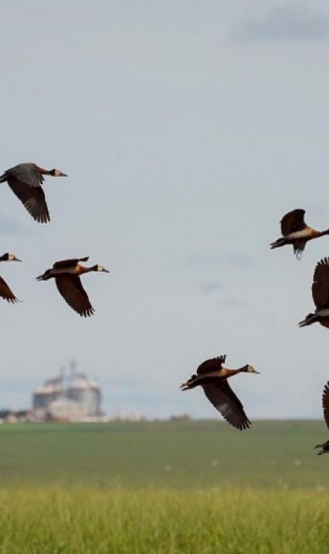 COP 15: Conheça as espécies migratórias do Brasil e as ações para sua conservação