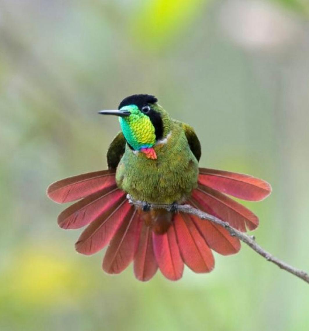 Linha de frente: Conheça o trabalho do ICMBio para proteger a fauna brasileira do risco de extinção