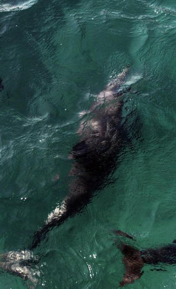 Praia de Pipa, no RN restringe passeios de barco em acordo para proteger golfinhos e tartarugas-marinhas