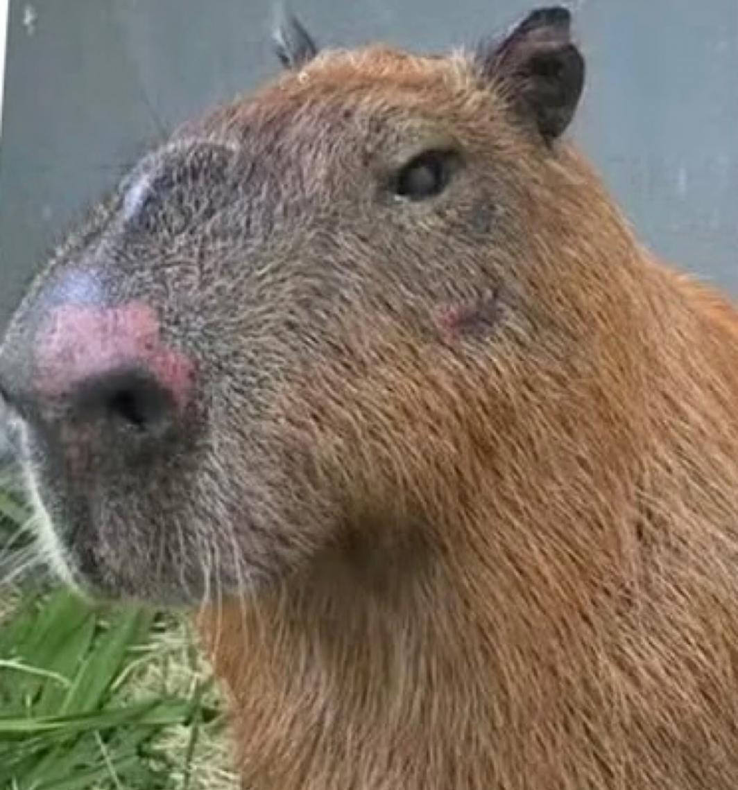 Grupo acusado de agredir capivara no RJ é enquadrado no decreto 'Justiça por Orelha'
