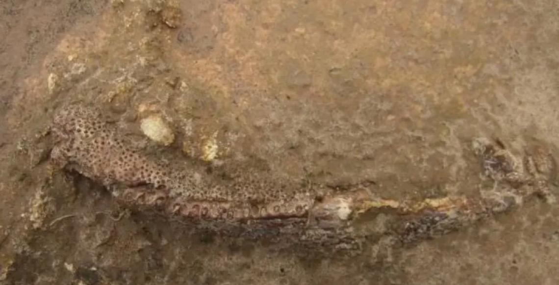 Fóssil revela forma muito primitiva de anfíbio que habitou o Nordeste do Brasil há 280 milhões de anos