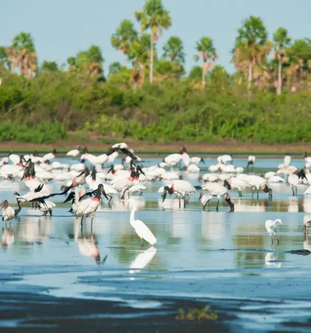 Conheça novas áreas de proteção ambiental no Brasil, no Cerrado e também no Pantanal