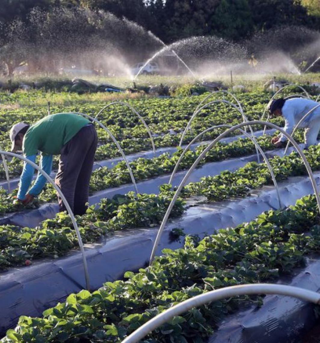 Microcrédito avança no Norte e Centro-Oeste e já alcança até 40% do total de 2025