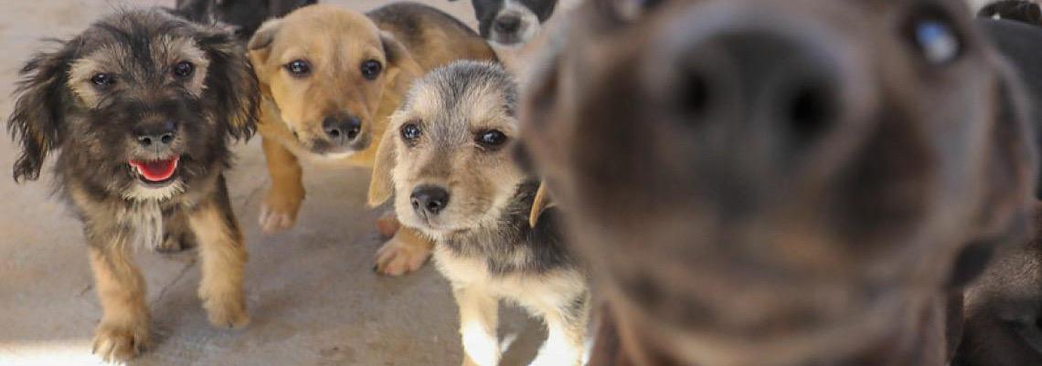 Novo serviço de castração gratuita conta com hemograma e microchipagem de cães e gatos