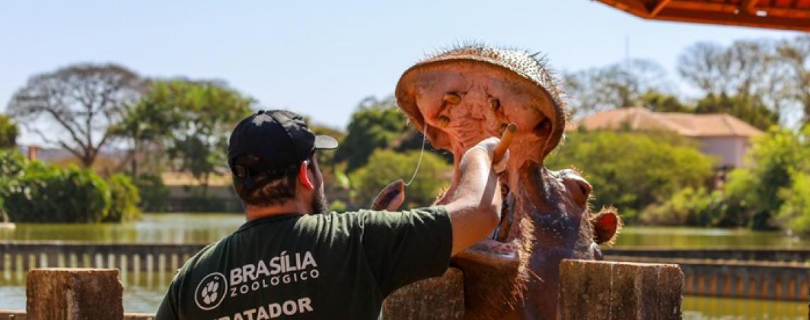 Zoológico de Brasília divulga resultado da primeira fase de seleção para voluntários