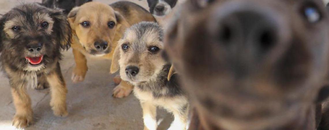 Novo serviço de castração gratuita conta com hemograma e microchipagem de cães e gatos