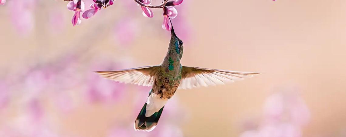 Pesquisadores descobrem que os beija-flores consomem álcool no néctar de flores