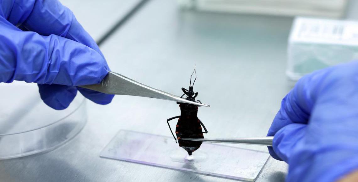 Mês de conscientização sobre a doença de Chagas alerta para cuidados e risco de contaminação
