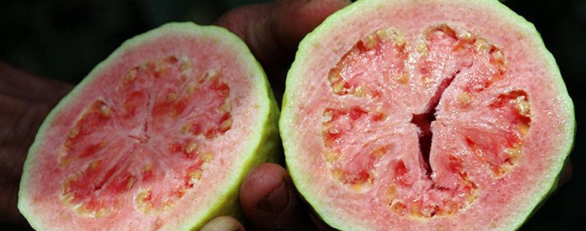 Feira da Goiaba de Brasília começa com expectativa de movimentar economia local