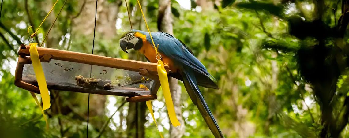 Unidades de conservação do Brasil participam de exposição na Alemanha