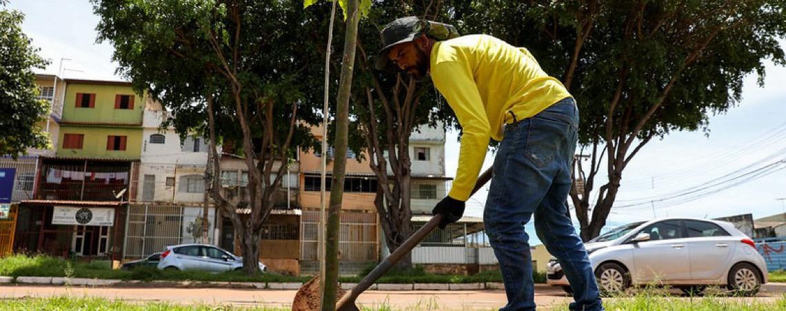 Dia de Plantar uma Muda Nativa do Cerrado: Ação planeja chegar a 150 mil mudas até 2030