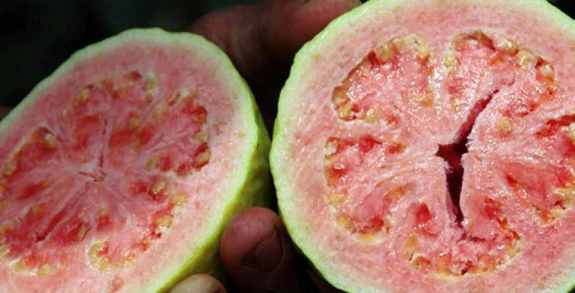 Feira da Goiaba de Brasília começa com expectativa de movimentar economia local