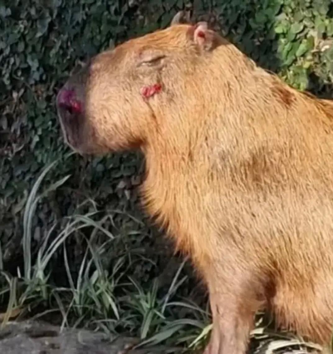 Ministério Público do RJ denuncia agressores de capivara na Ilha do Governador no Rio de Janeiro