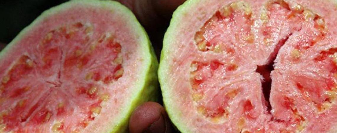 Feira da Goiaba de Brasília começa com expectativa de movimentar economia local