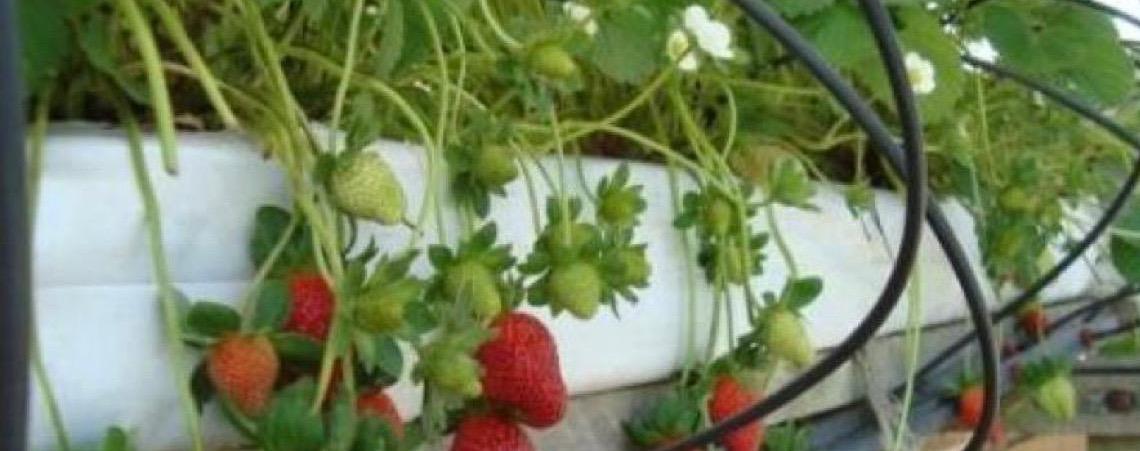 Importação de morango egípcio pelo Brasil dispara e preocupa produtores pelo país