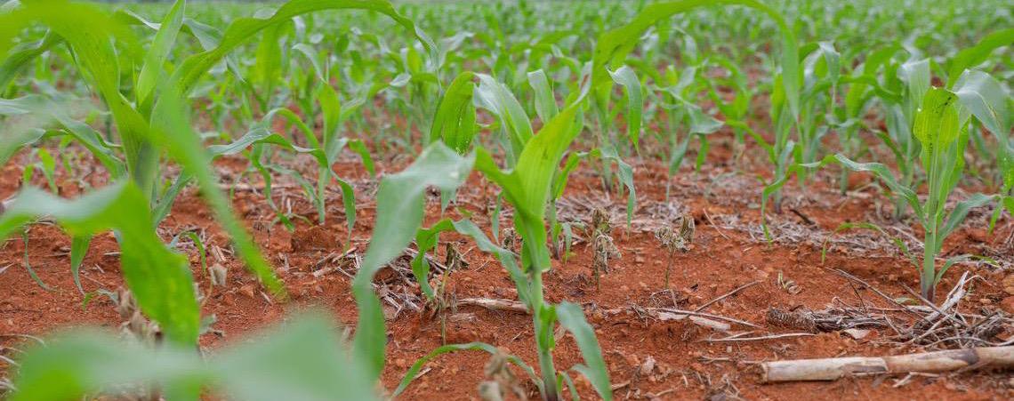 Mais de R$ 65 milhões em crédito rural impulsionam produção e transformam vida de agricultores no DF