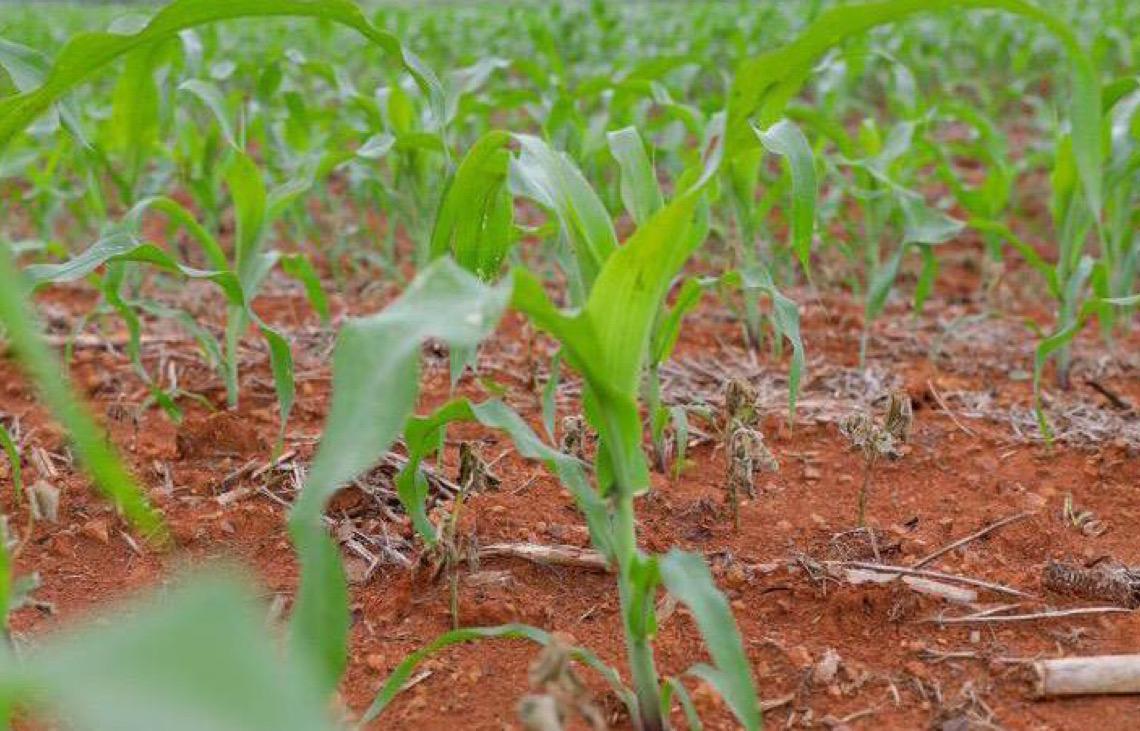 Mais de R$ 65 milhões em crédito rural impulsionam produção e transformam vida de agricultores no DF