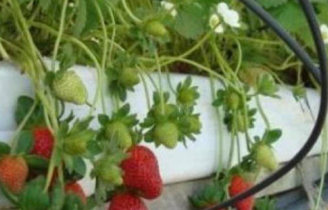 Importação de morango egípcio pelo Brasil dispara e preocupa produtores pelo país