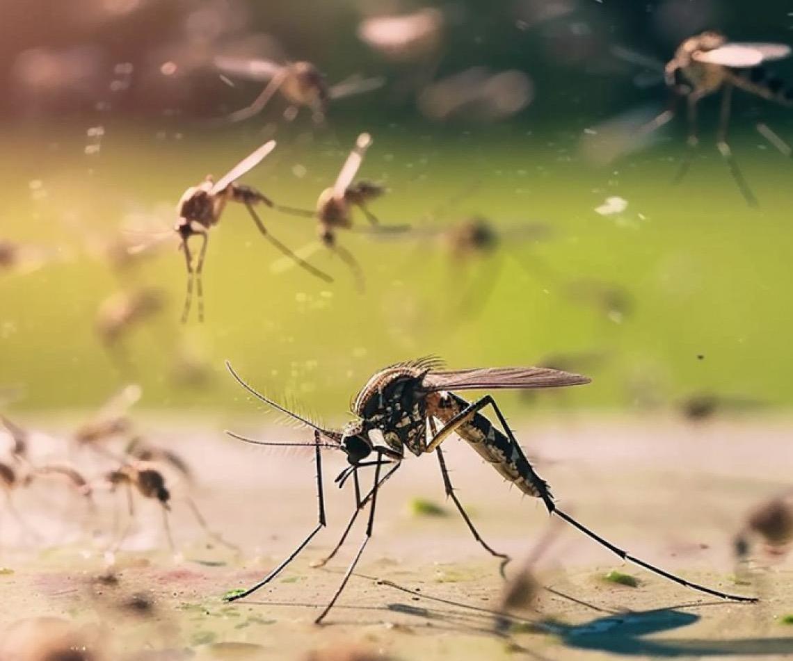 OMS nas Américas atribui aumento de casos de dengue a mudanças ambientais