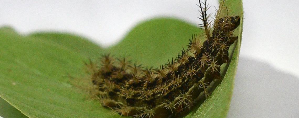 Acidentes com lagartas podem ocasionar danos graves e até mortes