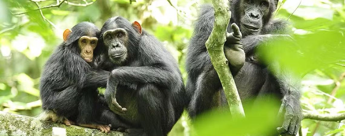 Maior grupo de chimpanzés selvagens registra divisão letal inédita em Uganda, relatam pesquisadores