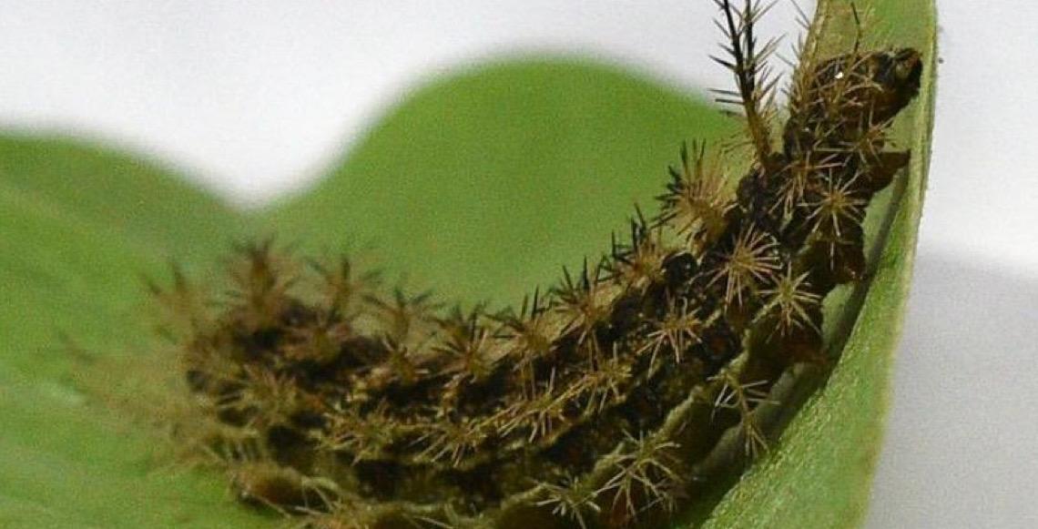 Acidentes com lagartas podem ocasionar danos graves e até mortes, alerta Secretaria de Saúde do DF