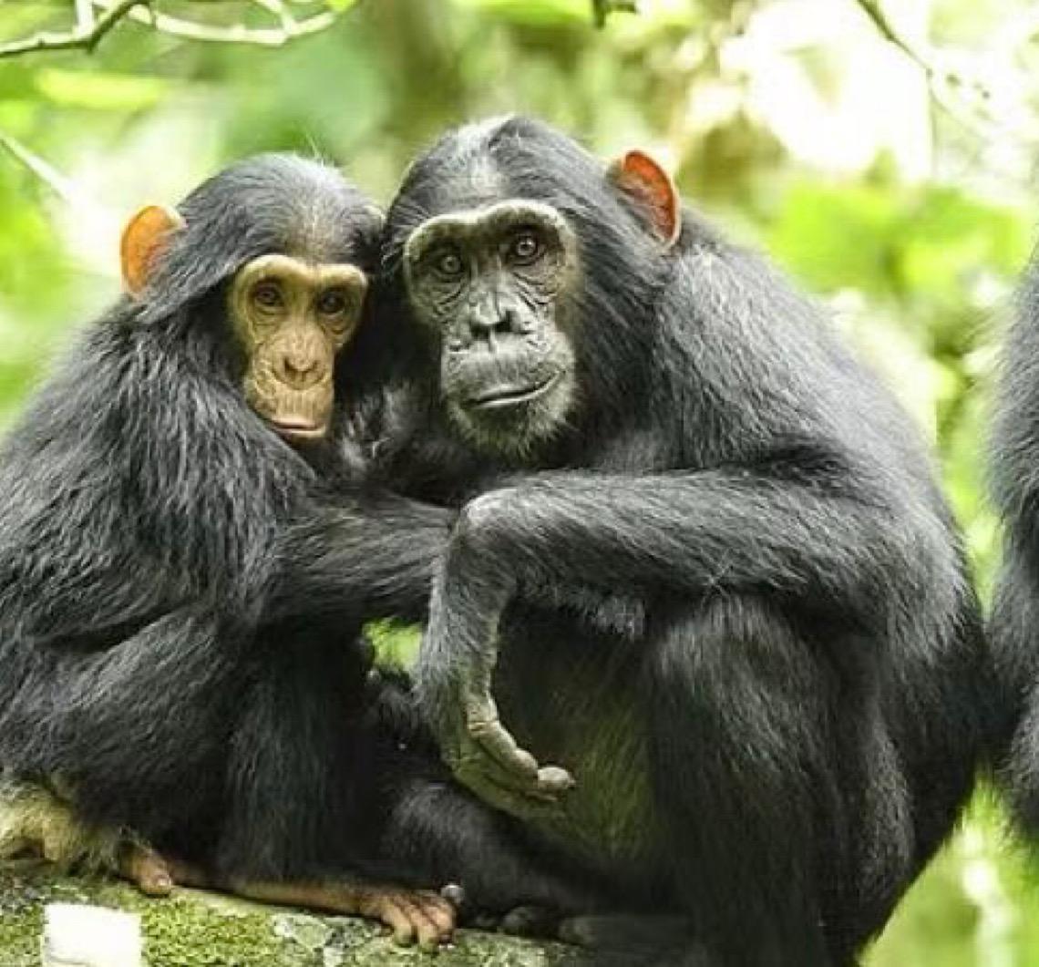Maior grupo de chimpanzés selvagens registra divisão letal inédita em Uganda