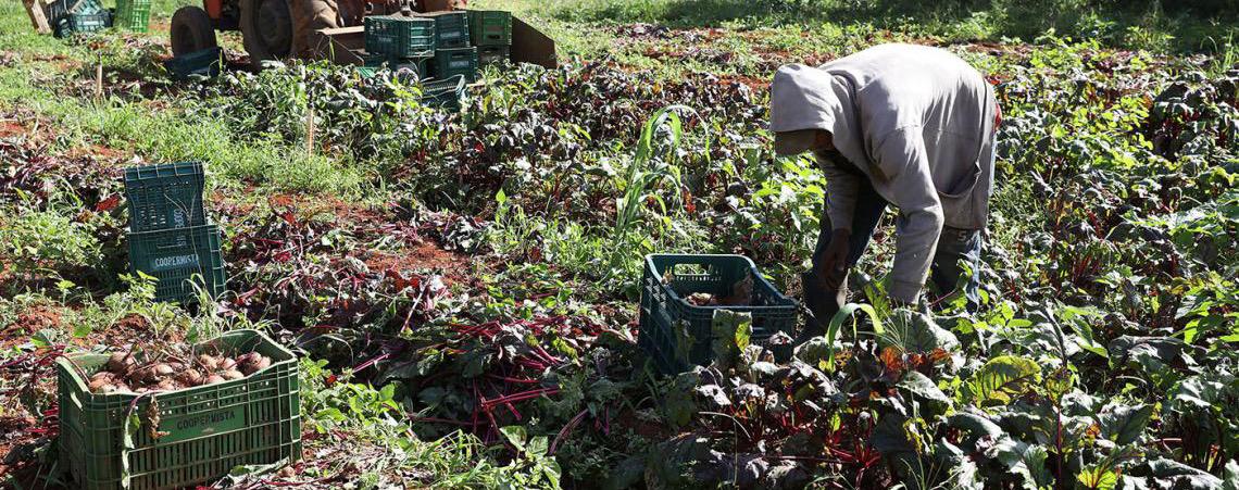 Agricultura familiar ganha espaço na rede pública de ensino e movimenta quase R$ 184 milhões no DF