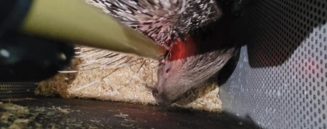 Zoológico de São Paulo recebe porcos-espinhos nativos da África