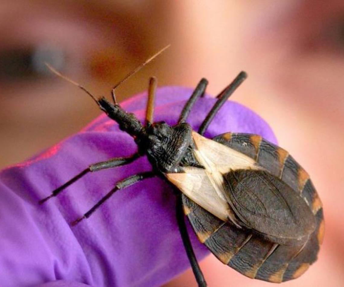 Dia Mundial de Combate à Doença de Chagas foca em estigmas sobre mulheres