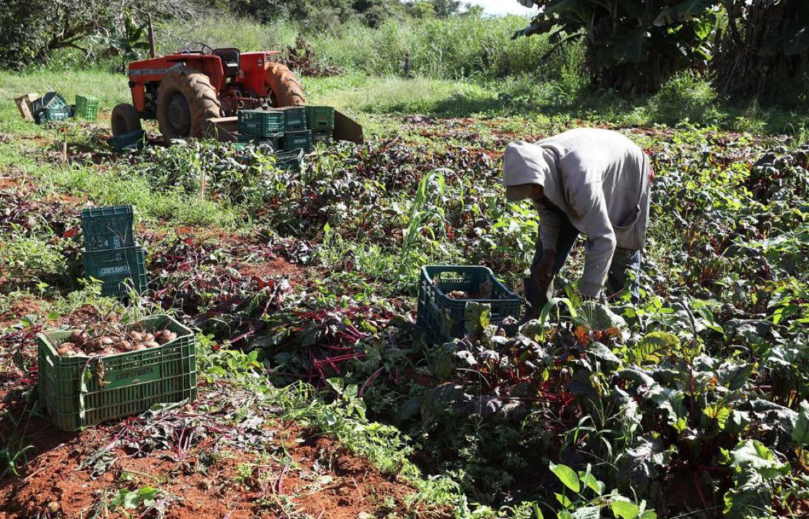 Agricultura familiar ganha espaço na rede pública de ensino e movimenta quase R$ 184 milhões no DF