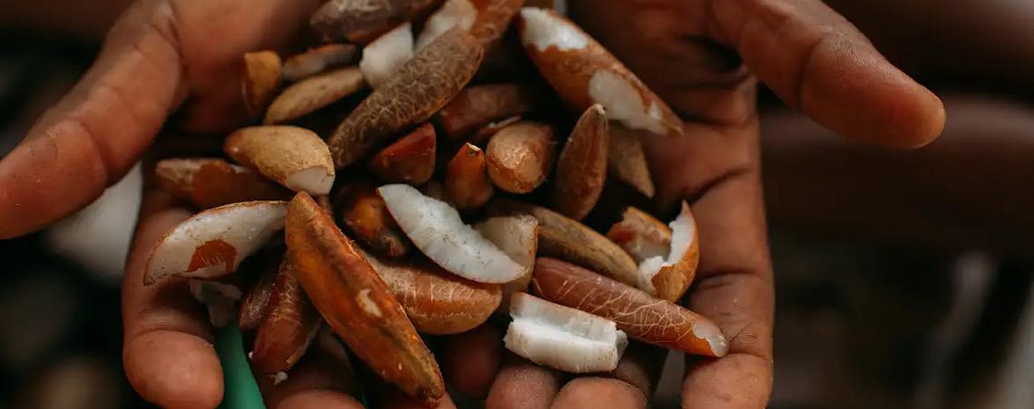 Instituto oferece bolsas para estimular bioeconomia amazônica 