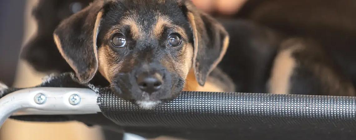 Governo federal abre consulta pública sobre genéricos e similares veterinários 