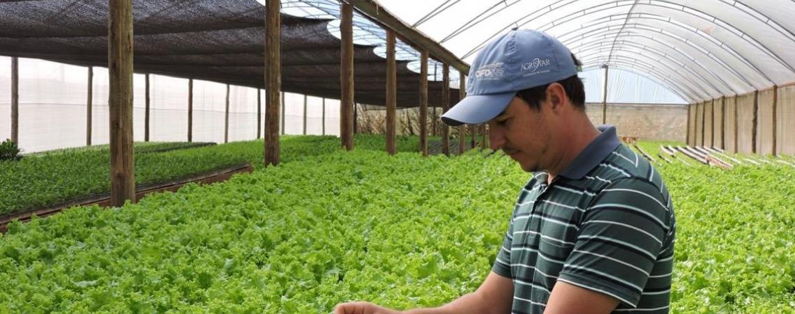 Divulgado relatório da produção agropecuária 2025, destaque para a produção de alface e tomate no DF