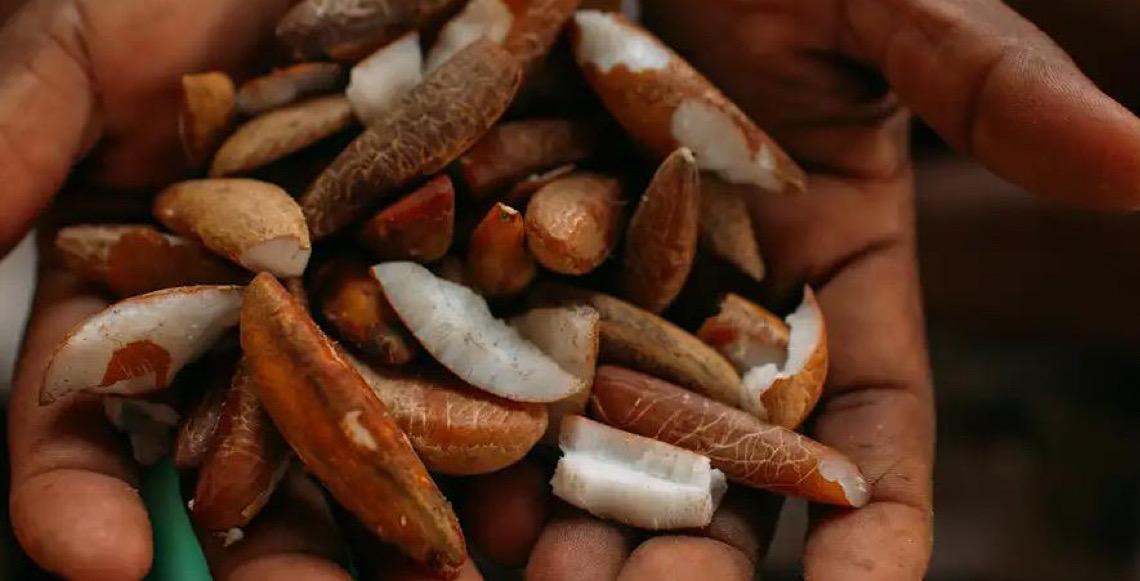 Instituto Idesam oferece bolsas para estimular bioeconomia da floresta amazônica 