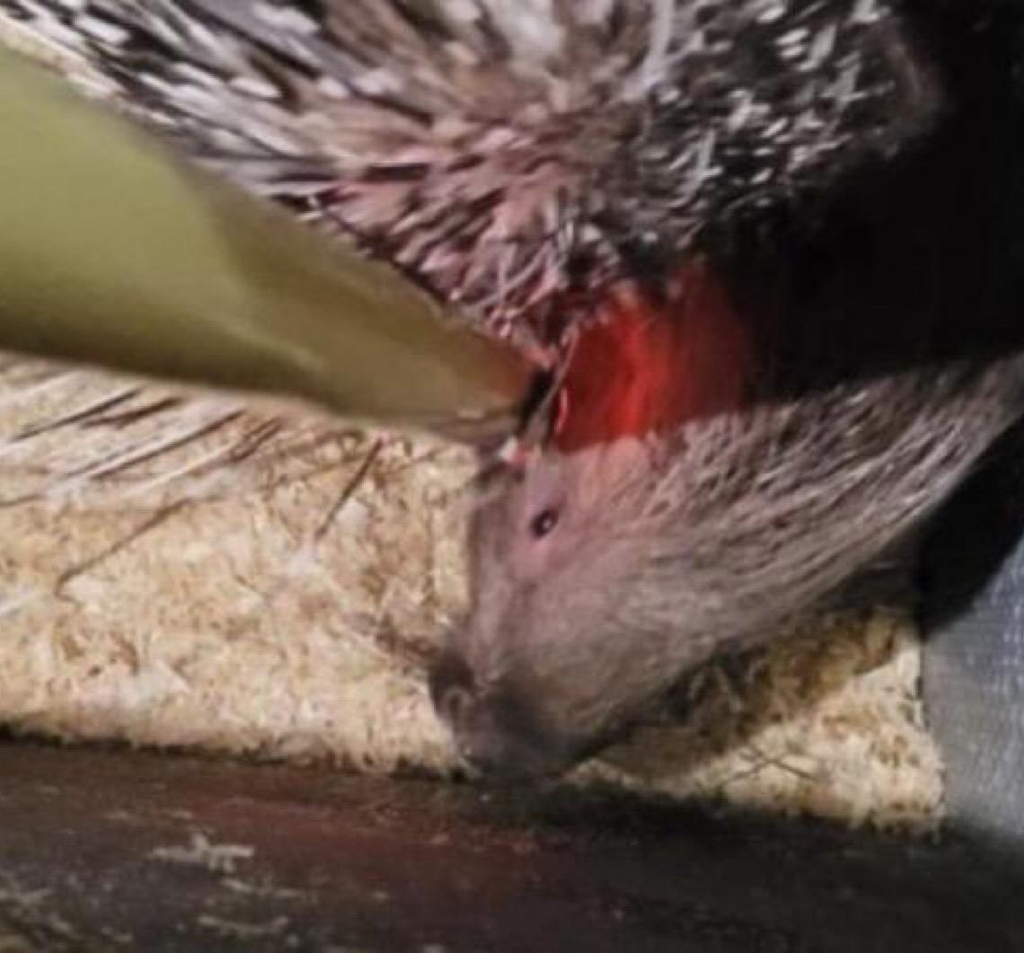 Zoológico de São Paulo recebe porcos-espinhos nativos da África