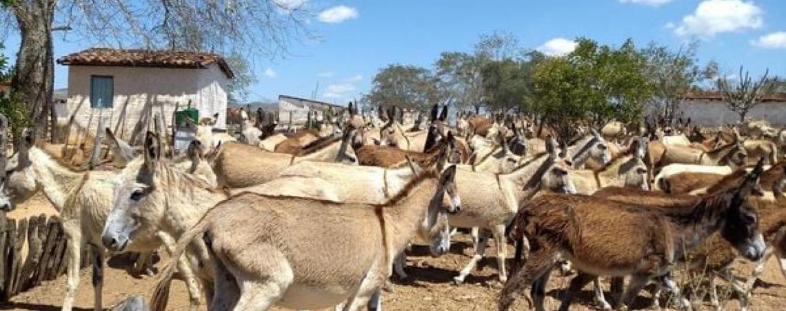 Justiça Federal aponta maus-tratos e proíbe abate de jumentos na Bahia