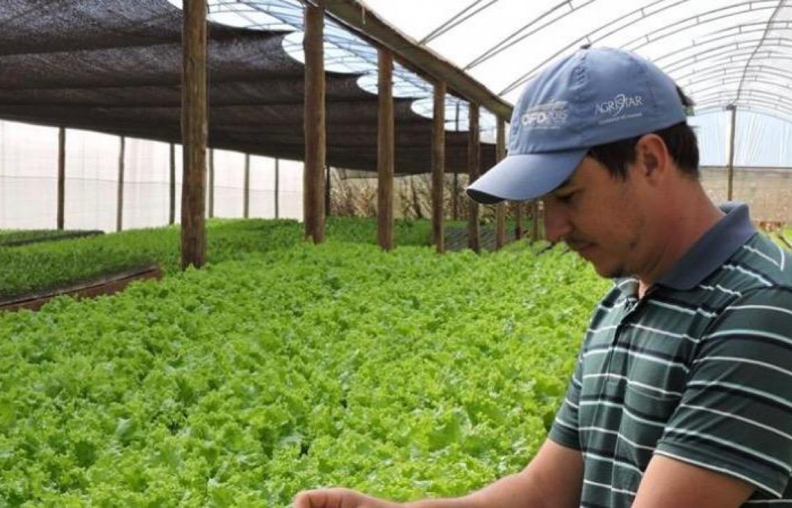 Divulgado relatório da produção agropecuária 2025, destaque para a produção de alface e tomate no DF
