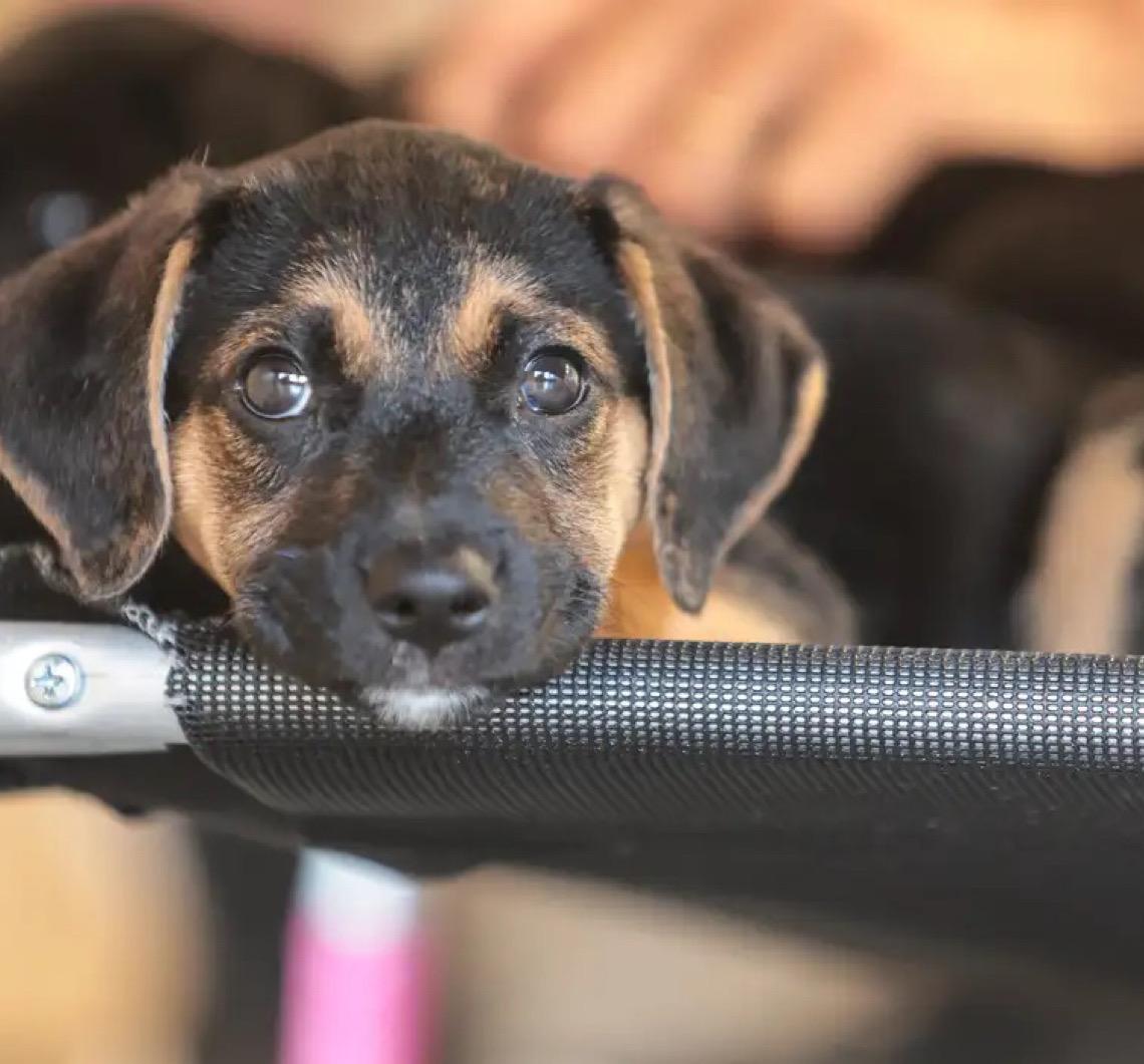 Governo federal abre consulta pública sobre genéricos e similares veterinários 