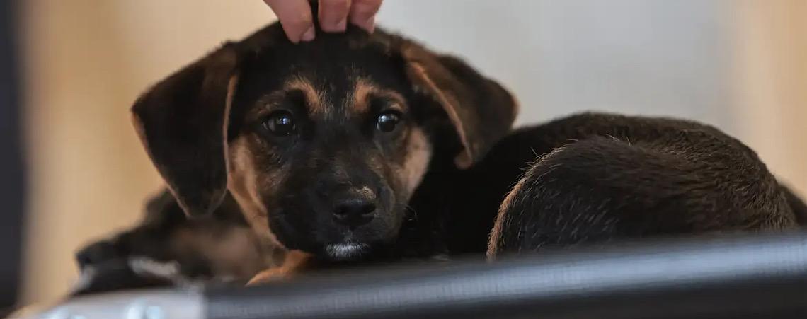 Lei define guarda compartilhada de pets no Brasil; veja detalhes 