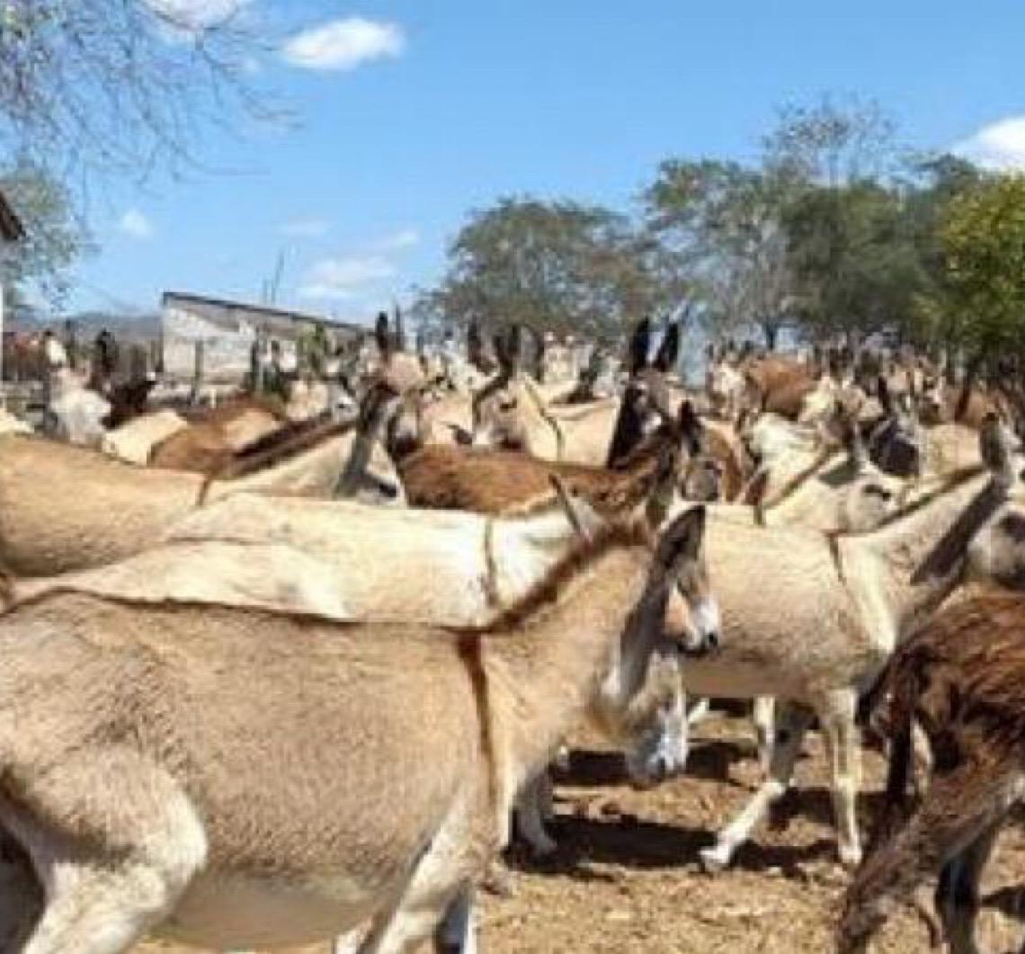 Justiça Federal aponta maus-tratos e proíbe abate de jumentos na Bahia