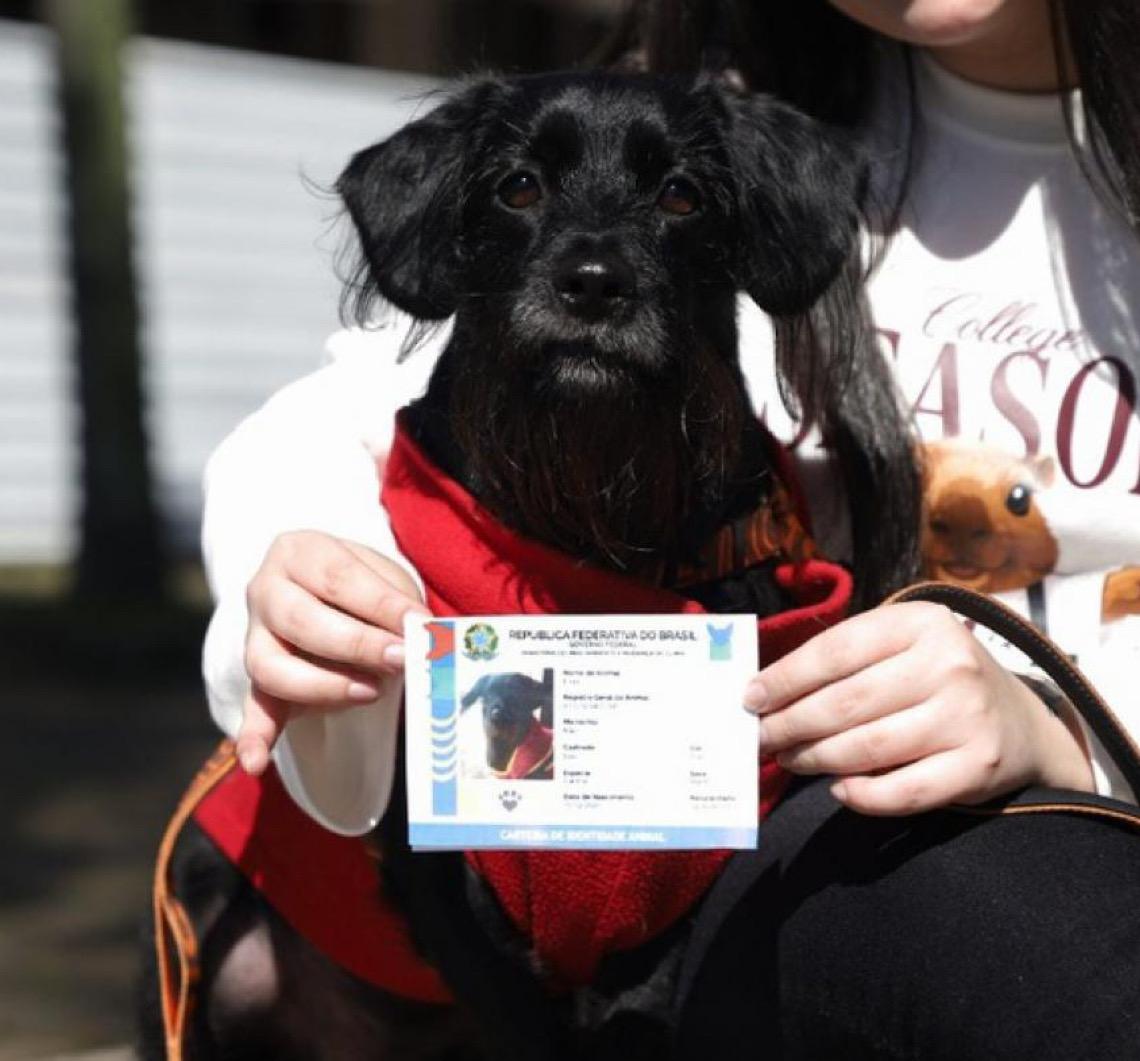 1 ano: ProPatinhas e SinPatinhas tem 1,3 mi de cães e gatos em 98,3% dos municípios