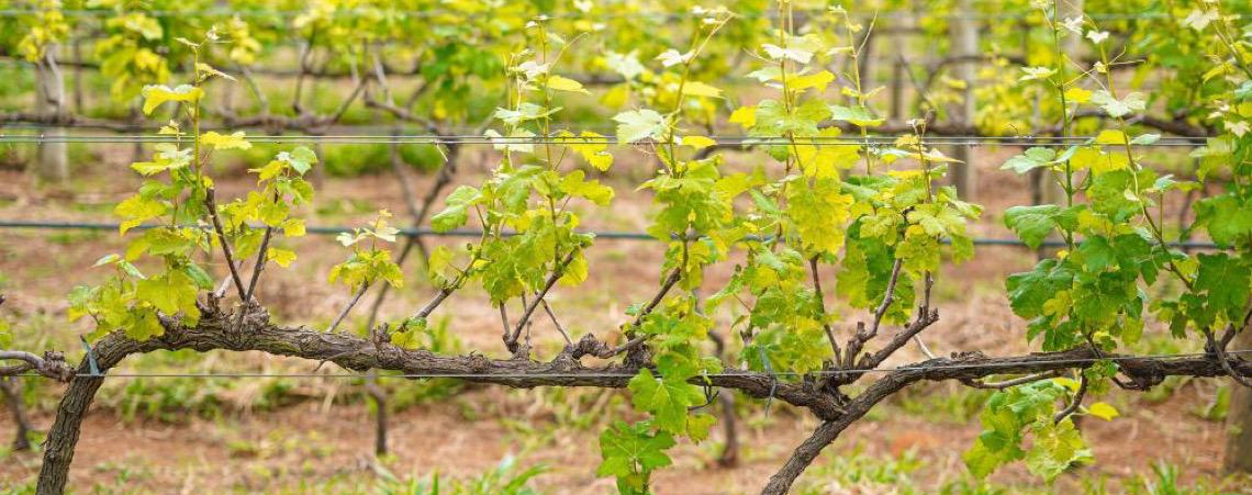 Com rótulos premiados no Brasil e no exterior, Vinícola Brasília consolida a capital federal no mapa do vinho