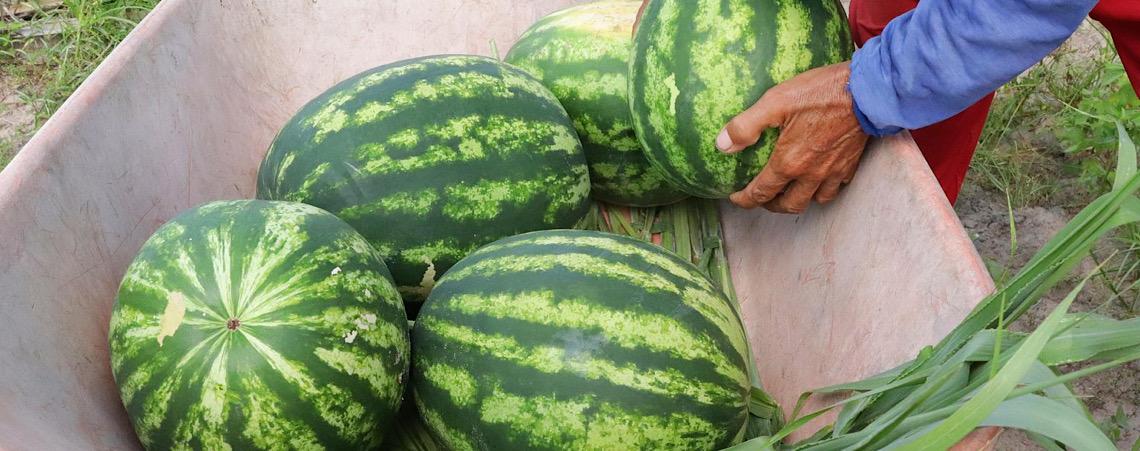 De acordo com comunicado, a Arábia Saudita abre mercado para frutas do Brasil