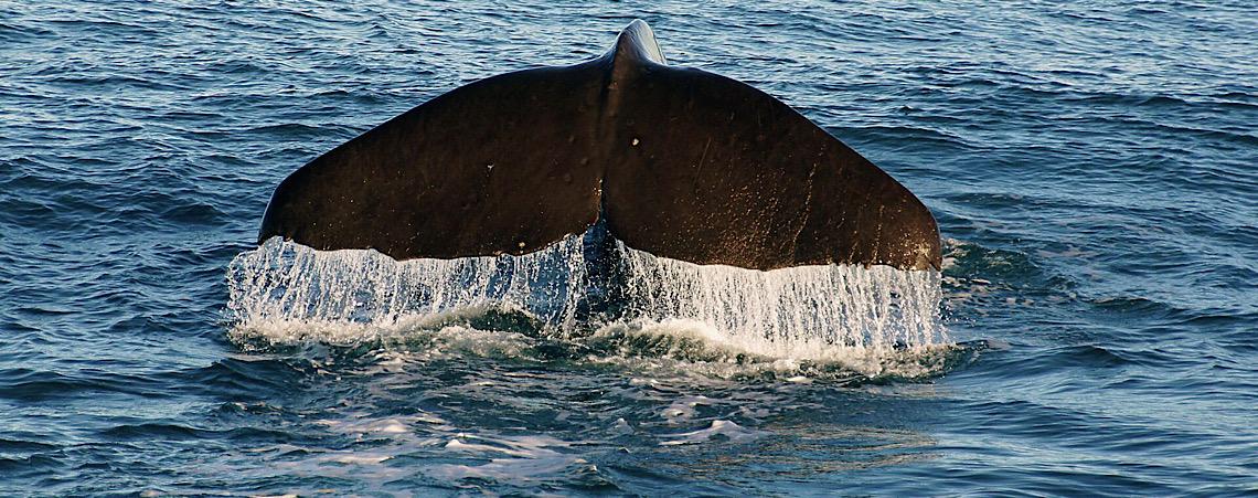 Comunicação dos cachalotes é muito semelhante à linguagem humana, diz revista científica